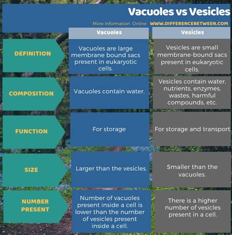 Difference Between Vacuoles and Vesicles | Compare the Difference ...