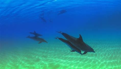 How to Make a Dolphin Habitat in a Shoe Box for School | Sciencing