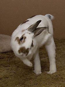 Binky bunny! Haha I love when they binky, it's adorable | Binky bunny ...