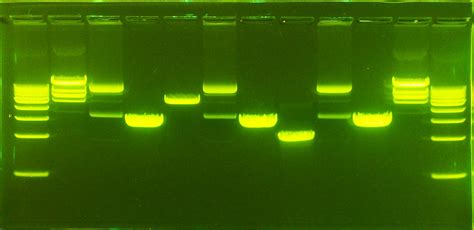 Gel Electrophoresis - Teacher Resources - The MiniOne