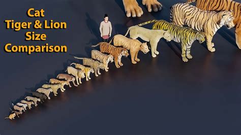 Cat, Tiger & Lion Size Comparison