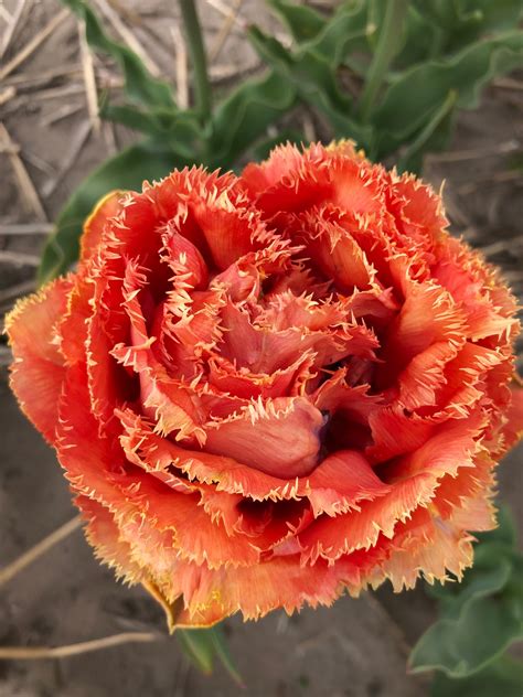 Tulip bulbs Peony Tulip Collection - wonderful WOW tulips! - Tulip Store