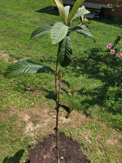 Loquat Trees for Sale – FastGrowingTrees.com