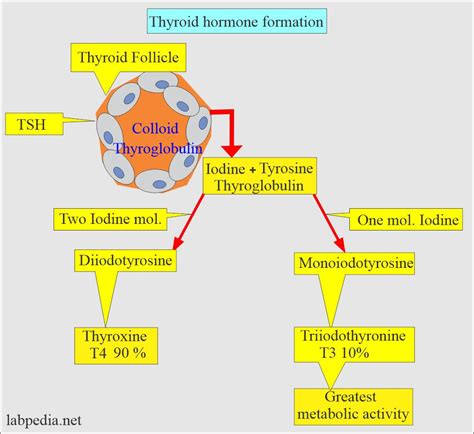 Thyroid Hormone Synthesis Pathway: Step-By-Step Flow Chart, 47% OFF