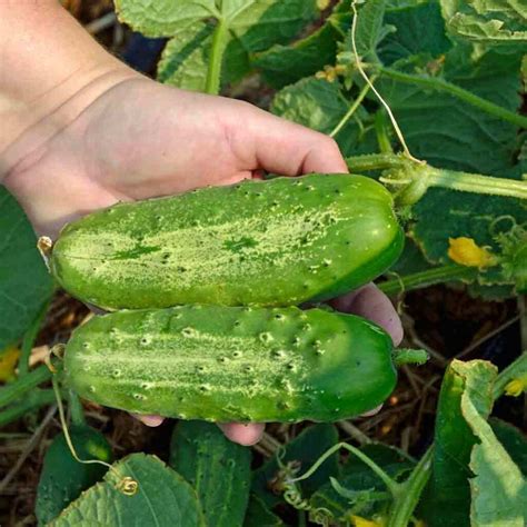 Pickling Cucumbers 1 lb - 5G Farm