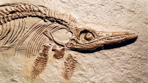 The Reptile Fossil Paleontologist Mary Anning Found