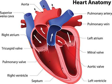 Heart Diagram Labeled