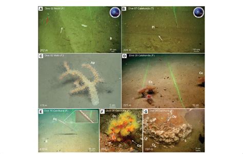 Examples of seafloor trawling marks observed during ROV dives along the ...