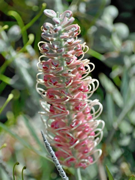 A Passion for Flowers: Glorious Grevillea