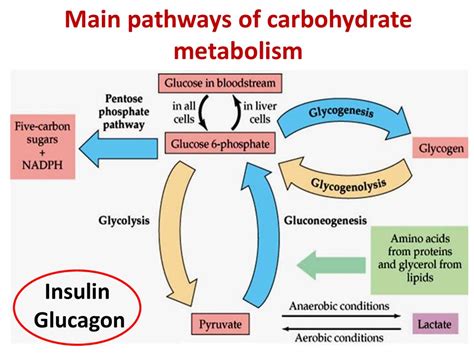 Carbohydrate metabolism - презентация онлайн