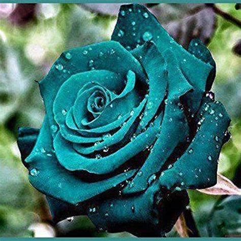 Dark Green Rose Valentine Lover Flower Plant 1 Grafted Rose Live Plant ...