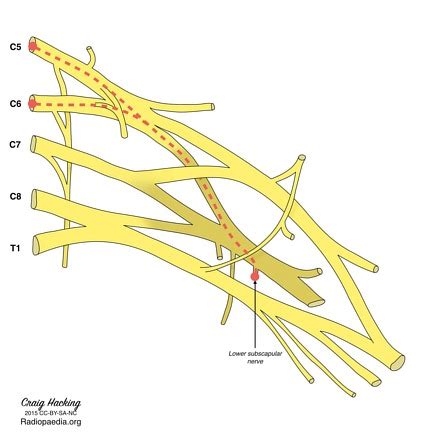 Lower Subscapular Nerve