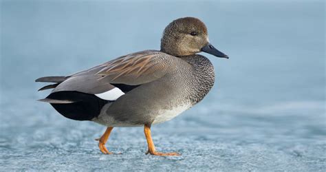 Gadwall Range Map, All About Birds, Cornell Lab of Ornithology