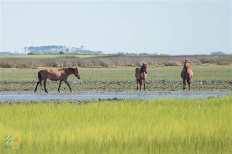 Shackleford Banks - Beaufort-NC.com