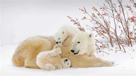 Bing HD Wallpaper Feb 27, 2022: International Polar Bear Day - Bing ...