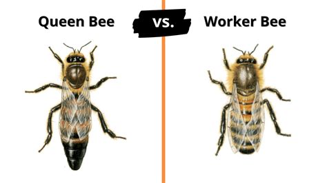 Queen Bees Versus Worker Bees: How Do They Compare?