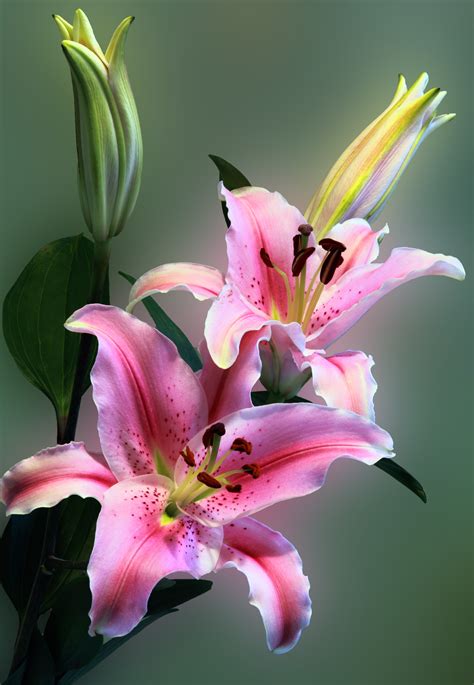 Free photo: Pink Tiger Lily on Bloom - Beautiful, Lillies, Summer ...