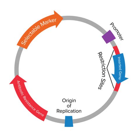 A Plasmid Vector Typically Has Which of the Following Features