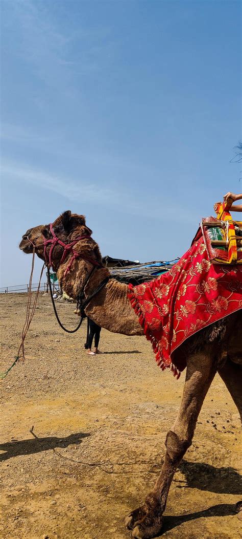 The camel ride 6590494 Stock Photo at Vecteezy