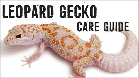 37 best ideas for coloring | Leopard Gecko Care