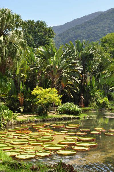 Professora Evelyn: Jardim Botânico do Rio de Janeiro