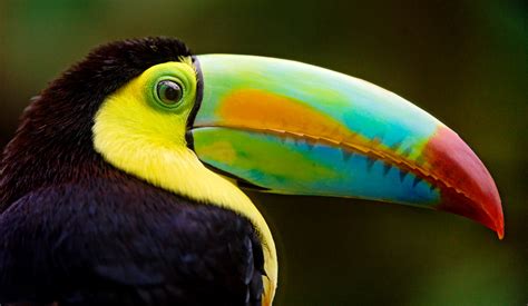 Toucan Closeup Jigsaw Puzzle