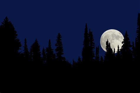 A Full Moon At Night In The Forest Photograph by Samiphoto - Pixels