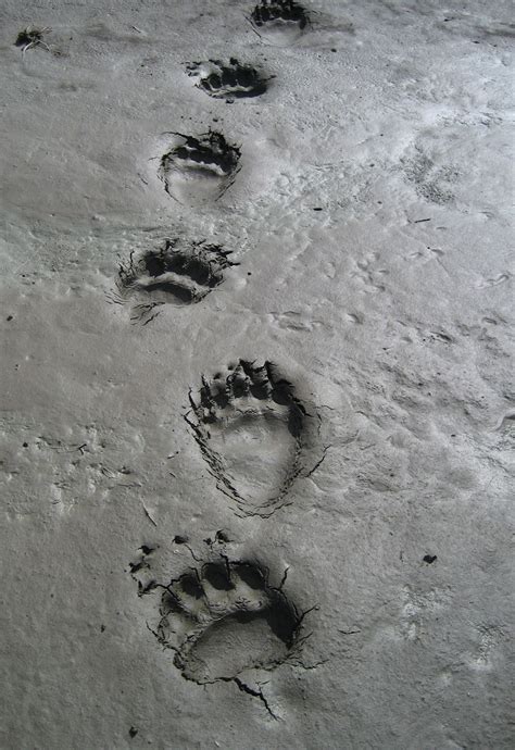 Pin by Megan Black on Love Animals | Bear tracks, Bear footprint, Bear ...