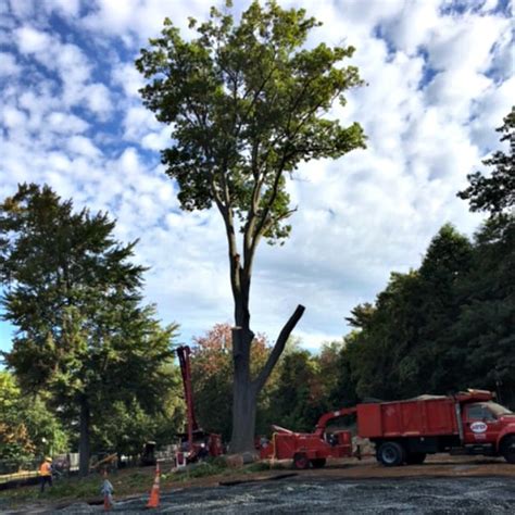 New Park Playground Claims Old Park Tree - MyVeronaNJ