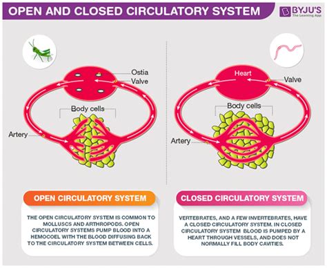 Closed Circulatory System Definition Biology - JaliyahatYu