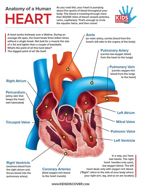 Labeled Heart Diagram With Functions