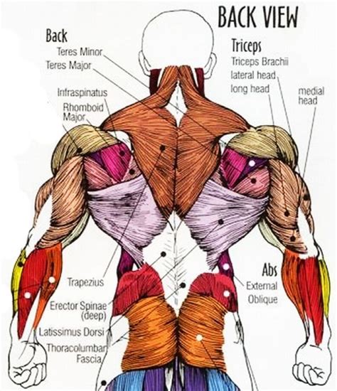 Diagram Of Upper Back