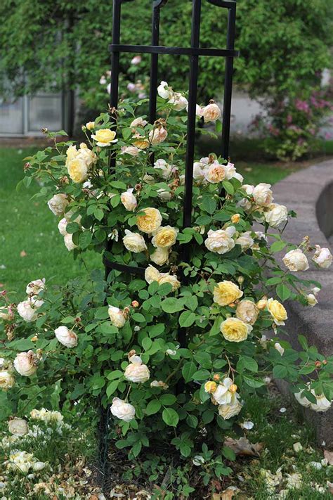 How to Train Climbing Roses | Gardener’s Path