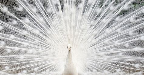 Rare White Peacocks Will Take Your Breath Away