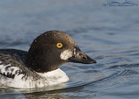 First winter Common Goldeneye male portrait – Mia McPherson's On The ...