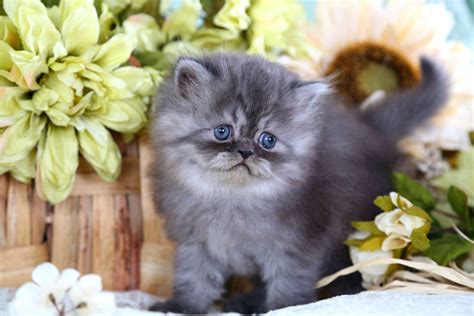 Black Smoke Teacup Persian Kitten