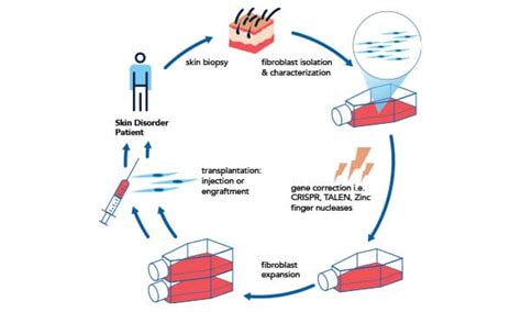 Fibroblast Cell Markers | Research Areas: Novus Biologicals