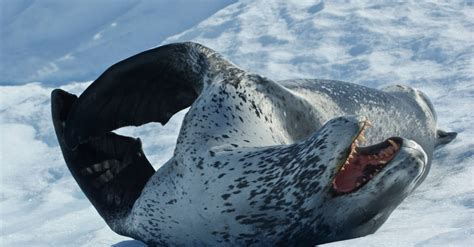 Leopard Seal vs Polar Bear: What’s the Difference?