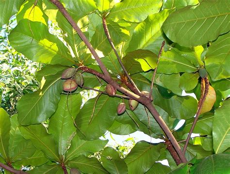 indian almond, fruits, Indian Almond, Fruits, tree tropical almond ...