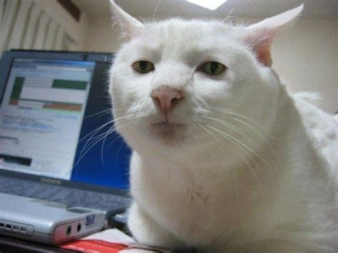 16 Hilarious Pictures of Cats Making Weird Faces | Katzen