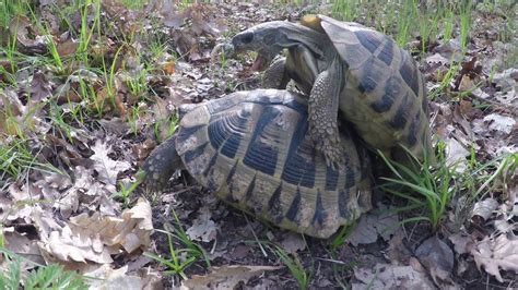 Turtles mating, go pro 5 black video. - YouTube