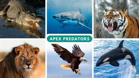 Apex Predators List: 30 Most Vicious Animals In The World