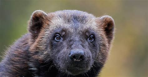 Can Wolverines Climb Trees? - A-Z Animals