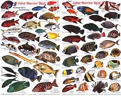 Fish of the Great Barrier Reef waterproof identification card