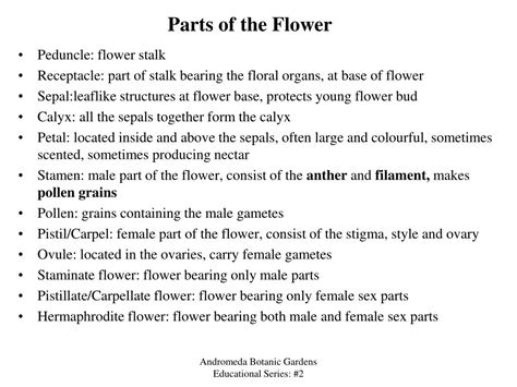 Parts Of Gumamela Flower And Their Functions Ppt - Home Alqu