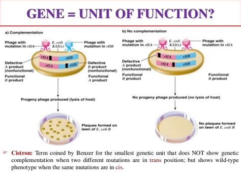 Genetic fine str. analysis & complementation