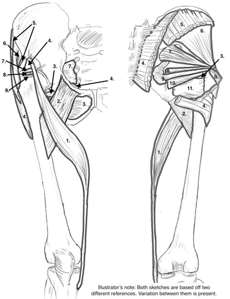 A Summary of Hip Lateral Rotation Muscles – Kevin Orthopedic Institute