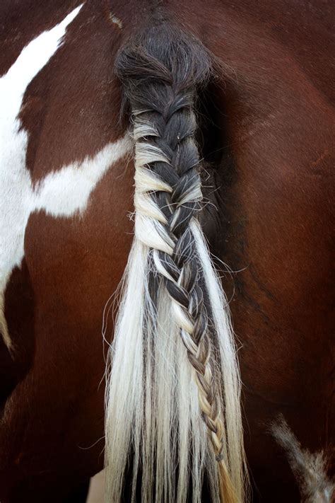 Gracie braided and ready for a jumping show Horse Mane Braids, Horse ...