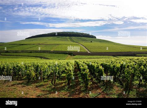 Grand cru / premier cru vineyards, Aloxe-Corton, Cote de Beaune ...