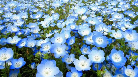 The 9 Most Beautiful Blue Flowers